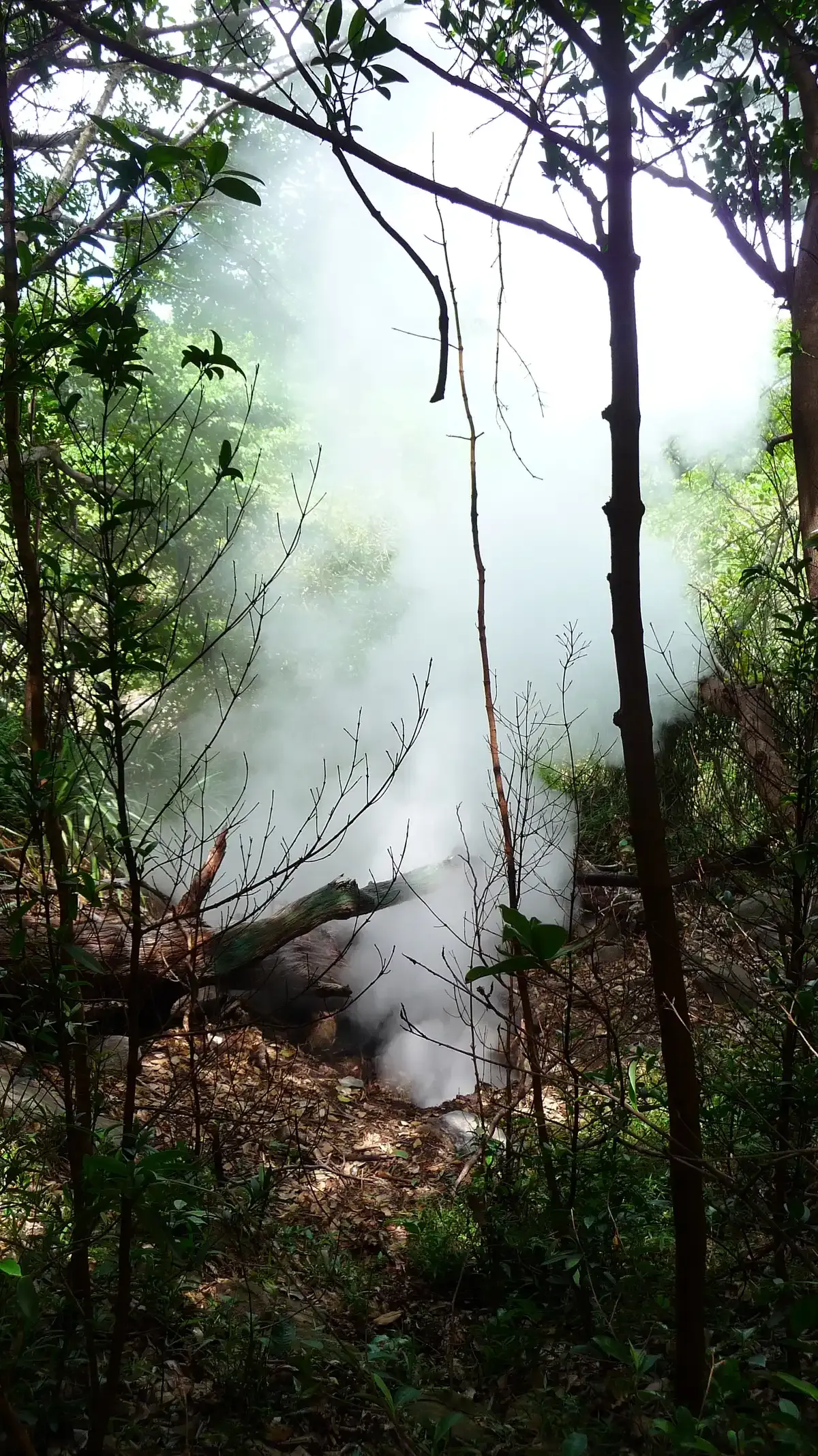 A fumarole venting steam in the forest at Las Pailas, Rincón de la Vieja, a geothermal area on Costa Rica hot springs tours